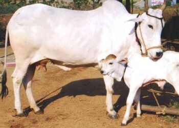 चारा/भूसा का जिले की सीमा से बाहर निर्यात पर प्रतिबंध |