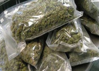 शामगढ पुलिस द्वारा पकड़ा गया अवैध मादक पदार्थ गांजा |