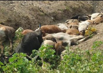 गाय माता की इतनी बड़ी संख्याओं में हमारी माता मर रही है। उठो ओर पुरजोर विरोध करो और गाय माता की सुरक्षा सुनिश्चित करो।