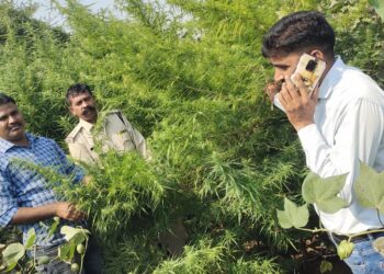 अवैध गांजे के पौधे उगाने के विरूद्ध थाना राणापुर पुलिस की बडी कार्यवाही की गई।