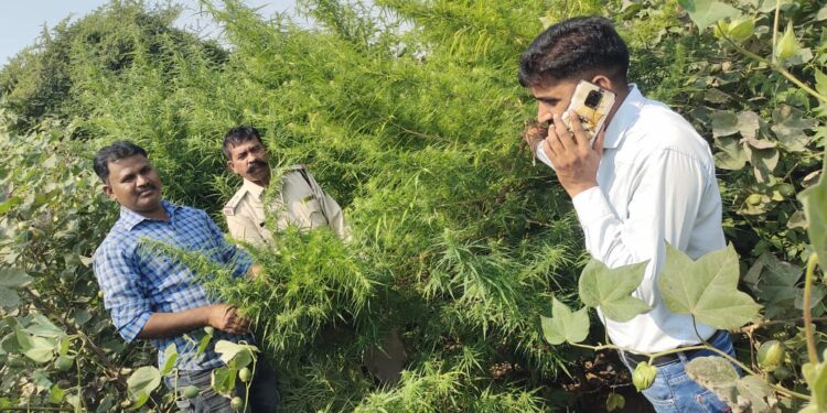 अवैध गांजे के पौधे उगाने के विरूद्ध थाना राणापुर पुलिस की बडी कार्यवाही की गई।