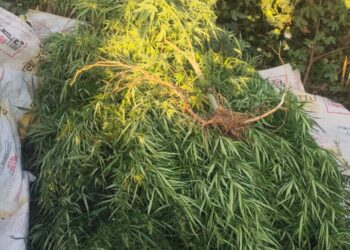 रायपुरिया थाना पुलिस द्वारा कार्यवाही करते हुए 55 गांजे के पौधे जप्त किये गये।