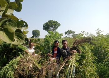 अवैध गांजे के पौधे उगाने के विरुद्ध थाना कल्याणपुरा पुलिस द्वारा कार्यवाही करते हुए 21 गांजे के पौधों को जप्त किया गया।