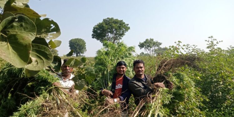 अवैध गांजे के पौधे उगाने के विरुद्ध थाना कल्याणपुरा पुलिस द्वारा कार्यवाही करते हुए 21 गांजे के पौधों को जप्त किया गया।