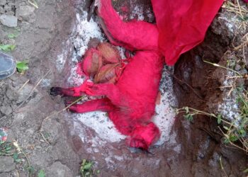 बंदर की ठंड लगने से मौत , ग्रामीणों ने किया अंतिम संस्कार