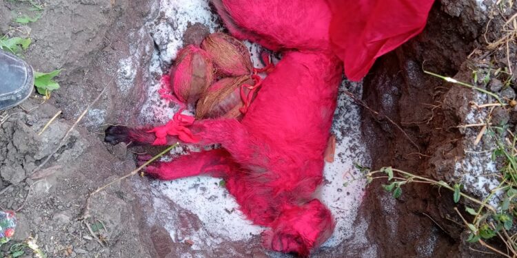 बंदर की ठंड लगने से मौत , ग्रामीणों ने किया अंतिम संस्कार
