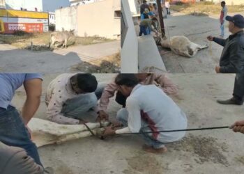 गौसेवकों ने किया नंदी का इलाज़, सिर में फंसी थी नायलॉन की रस्सी, घाव होने से था पीड़ित