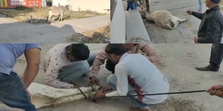 गौसेवकों ने किया नंदी का इलाज़, सिर में फंसी थी नायलॉन की रस्सी, घाव होने से था पीड़ित