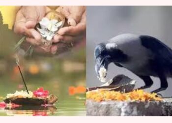Pitru paksh 2023: पितृपक्ष में कौए को भोजन करने का होता है विशेष महत्व दिखे यह संकेत तो समझें मिलेगा शुभ संदेश |