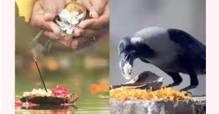 Pitru paksh 2023: पितृपक्ष में कौए को भोजन करने का होता है विशेष महत्व दिखे यह संकेत तो समझें मिलेगा शुभ संदेश |